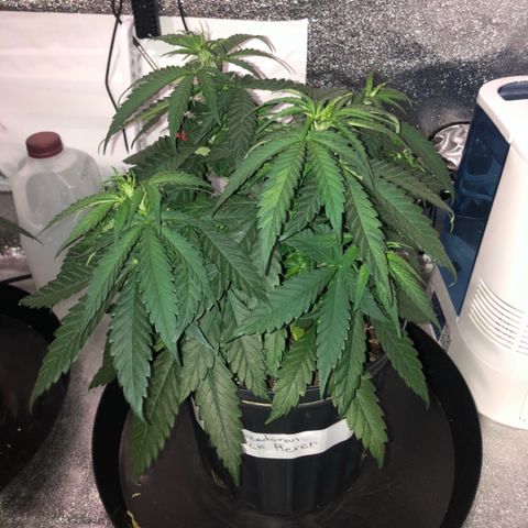 Jack Herer  growlog photo: Took photos on day off at lights out. Plants 🌱 seem to be droopy. Starting to drink a lot of water 💦. Will probably transplant into 5 gallon air pots next week on day off. Will continue to water 💦 with Vegamatrix Vegetative recipe week 4 half strength with half a teaspoon of molasses and 10ml kelp extract. 