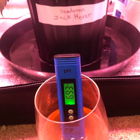 Jack Herer  growlog photo: Watered 💦 both plants 🌱 Vegamatrix Vegetative Recipe week 4 half strength. 1/2 teaspoon molasses, 10ml kelp extract. Initial PH was 7.06. Adjusted to 5.87 to 5.91. Initial TDS was 828 ppm. Jack Herer runoff TDS was 2206 ppm with a PH of 6.93. Lowered lights💡💡 to 515 PPFD. 