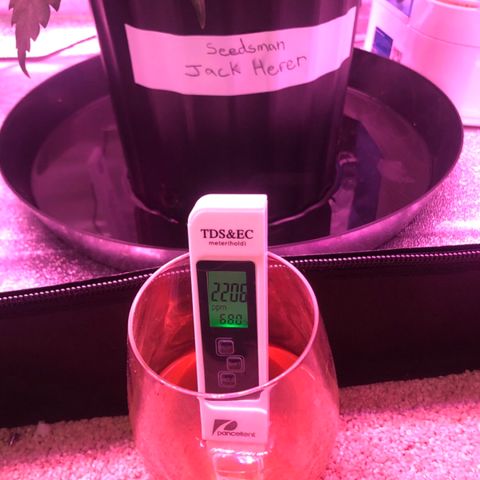 Jack Herer  growlog photo: Watered 💦 both plants 🌱 Vegamatrix Vegetative Recipe week 4 half strength. 1/2 teaspoon molasses, 10ml kelp extract. Initial PH was 7.06. Adjusted to 5.87 to 5.91. Initial TDS was 828 ppm. Jack Herer runoff TDS was 2206 ppm with a PH of 6.93. Lowered lights💡💡 to 515 PPFD. 
