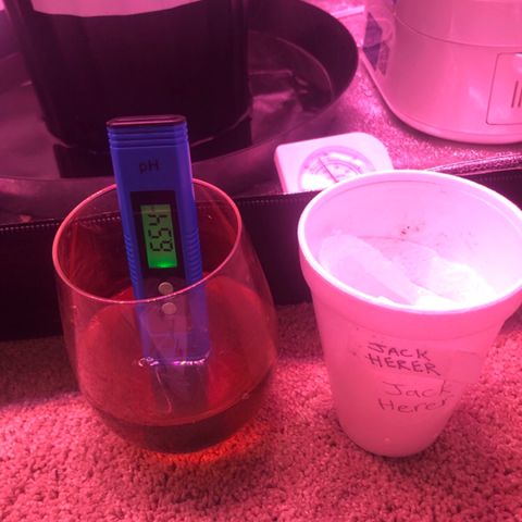Jack Herer  growlog photo: Watered 💦 with half teaspoon molasses and 10ml kelp extract. PH adjusted to 5.5. TDS ppm 106. Going to water 💦 everyday until I transplant on Wednesday. Jack Herer runoff TDS was 1000 ppm with a PH of 6.54.