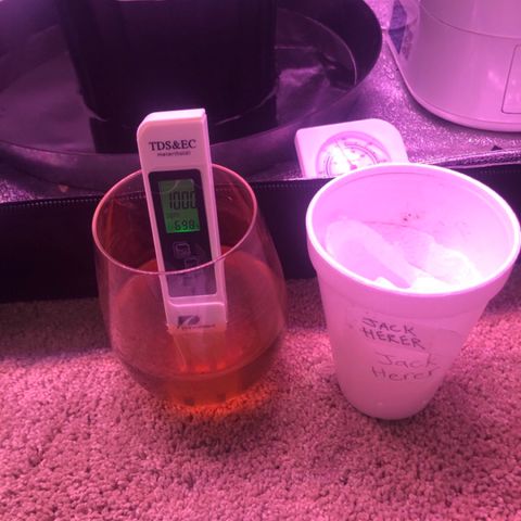 Jack Herer  growlog photo: Watered 💦 with half teaspoon molasses and 10ml kelp extract. PH adjusted to 5.5. TDS ppm 106. Going to water 💦 everyday until I transplant on Wednesday. Jack Herer runoff TDS was 1000 ppm with a PH of 6.54.