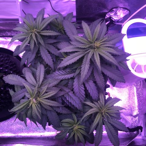 Jack Herer  growlog photo: TRANSPLANT DAY! - Was going to wait till later in the day to transplant plants 🌱 but decided to get it done ✅ early. Made sure to setup everything in advance. Made nutrient solution of 10ml kelp extract, 5ml Vegamatrix boost (cal-mag), and half teaspoon of molasses. PH adjusted to 5.5. TDS measured at 530 ppm. Mixed the rest of mykos with azos and wet it with nutrient water 💦 solution so it sticks to root ball. Raised and filled pots with Foxfarm Ocean Forest soil to the very top of pots to give roots of the plants 🌱 as much depth as possible. Watered  💦 plants 🌱 with nutrient solution immediately after transplant. Took pictures to monitor plant 🌱 transplant shock. 