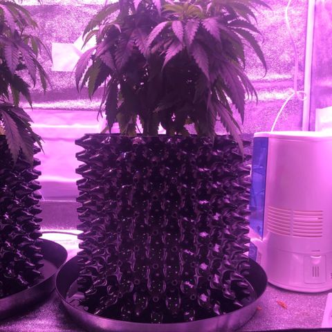 Jack Herer  growlog photo: TRANSPLANT DAY! - Was going to wait till later in the day to transplant plants 🌱 but decided to get it done ✅ early. Made sure to setup everything in advance. Made nutrient solution of 10ml kelp extract, 5ml Vegamatrix boost (cal-mag), and half teaspoon of molasses. PH adjusted to 5.5. TDS measured at 530 ppm. Mixed the rest of mykos with azos and wet it with nutrient water 💦 solution so it sticks to root ball. Raised and filled pots with Foxfarm Ocean Forest soil to the very top of pots to give roots of the plants 🌱 as much depth as possible. Watered  💦 plants 🌱 with nutrient solution immediately after transplant. Took pictures to monitor plant 🌱 transplant shock. 