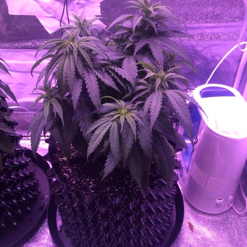 Jack Herer  growlog photo: TRANSPLANT DAY! - Was going to wait till later in the day to transplant plants 🌱 but decided to get it done ✅ early. Made sure to setup everything in advance. Made nutrient solution of 10ml kelp extract, 5ml Vegamatrix boost (cal-mag), and half teaspoon of molasses. PH adjusted to 5.5. TDS measured at 530 ppm. Mixed the rest of mykos with azos and wet it with nutrient water 💦 solution so it sticks to root ball. Raised and filled pots with Foxfarm Ocean Forest soil to the very top of pots to give roots of the plants 🌱 as much depth as possible. Watered  💦 plants 🌱 with nutrient solution immediately after transplant. Took pictures to monitor plant 🌱 transplant shock. 