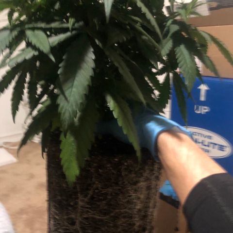 Jack Herer  growlog photo: TRANSPLANT DAY! - Was going to wait till later in the day to transplant plants 🌱 but decided to get it done ✅ early. Made sure to setup everything in advance. Made nutrient solution of 10ml kelp extract, 5ml Vegamatrix boost (cal-mag), and half teaspoon of molasses. PH adjusted to 5.5. TDS measured at 530 ppm. Mixed the rest of mykos with azos and wet it with nutrient water 💦 solution so it sticks to root ball. Raised and filled pots with Foxfarm Ocean Forest soil to the very top of pots to give roots of the plants 🌱 as much depth as possible. Watered  💦 plants 🌱 with nutrient solution immediately after transplant. Took pictures to monitor plant 🌱 transplant shock. 