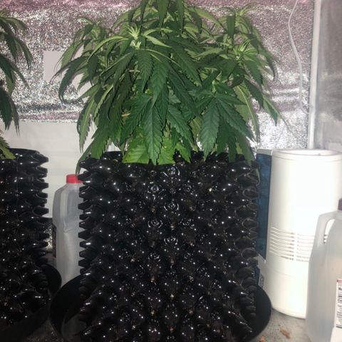 Jack Herer  growlog photo: TRANSPLANT SHOCK MONITORING Today was my day off. Took pictures just before lights on to get accurate colors. 