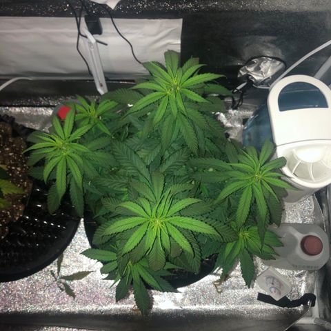 Jack Herer  growlog photo: TRANSPLANT SHOCK MONITORING Today was my day off. Took pictures just before lights on to get accurate colors. 