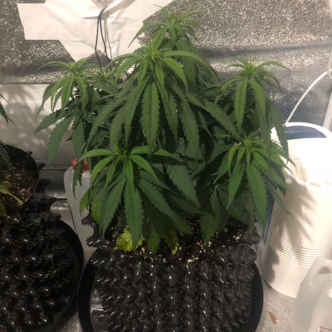 Jack Herer  growlog photo: TRANSPLANT SHOCK MONITORING Today was my day off. Took pictures just before lights on to get accurate colors. 