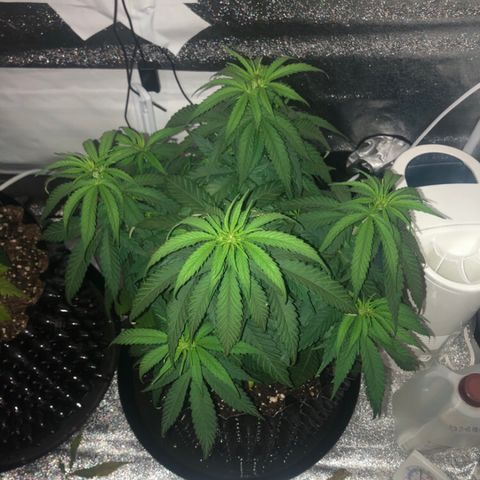 Jack Herer  growlog photo: TRANSPLANT SHOCK MONITORING Today was my day off. Took pictures just before lights on to get accurate colors. 