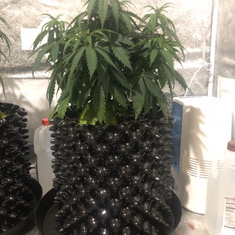 Jack Herer  growlog photo: TRANSPLANT SHOCK MONITORING Today was my day off. Took pictures just before lights on to get accurate colors. 