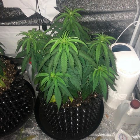 Jack Herer  growlog photo: TRANSPLANT SHOCK MONITORING Today was my day off. Took pictures just before lights on to get accurate colors. 