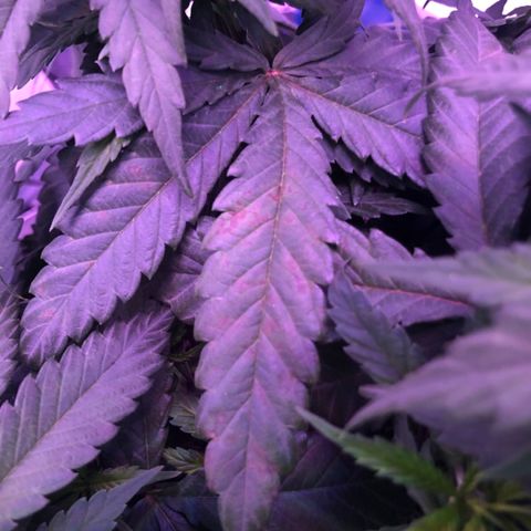 Jack Herer  growlog photo: Noticed what research shows as calcium deficiency on Jack Herer. Was somewhat ready for this because from what I have read ( https://www.marijuana-seeds.nl/blog/marijuana-nutrient-deficiencies-diagnosing-your-sick-marijuana-plant), using rodi water 💦 can lead to calcium and or magnesium deficiencies. Will do 💯% dosage of Vegamatrix cal-mag boost until further notice. 