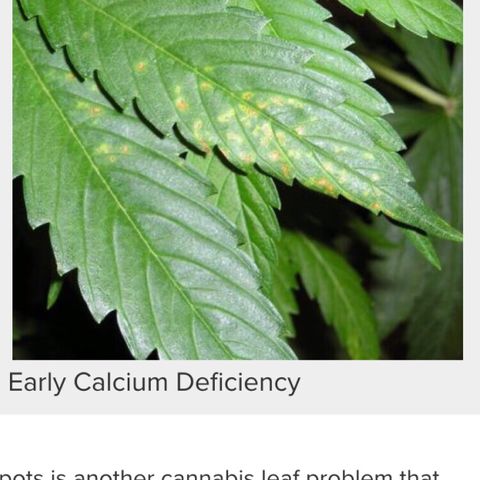 Jack Herer  growlog photo: Noticed what research shows as calcium deficiency on Jack Herer. Was somewhat ready for this because from what I have read ( https://www.marijuana-seeds.nl/blog/marijuana-nutrient-deficiencies-diagnosing-your-sick-marijuana-plant), using rodi water 💦 can lead to calcium and or magnesium deficiencies. Will do 💯% dosage of Vegamatrix cal-mag boost until further notice. 