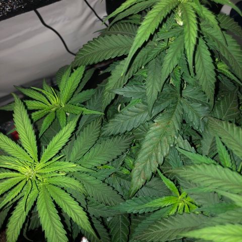 Jack Herer  growlog photo: Noticed what research shows as calcium deficiency on Jack Herer. Was somewhat ready for this because from what I have read ( https://www.marijuana-seeds.nl/blog/marijuana-nutrient-deficiencies-diagnosing-your-sick-marijuana-plant), using rodi water 💦 can lead to calcium and or magnesium deficiencies. Will do 💯% dosage of Vegamatrix cal-mag boost until further notice. 