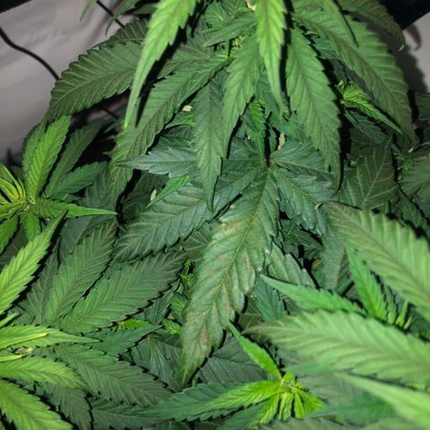 Jack Herer  growlog photo: Noticed what research shows as calcium deficiency on Jack Herer. Was somewhat ready for this because from what I have read ( https://www.marijuana-seeds.nl/blog/marijuana-nutrient-deficiencies-diagnosing-your-sick-marijuana-plant), using rodi water 💦 can lead to calcium and or magnesium deficiencies. Will do 💯% dosage of Vegamatrix cal-mag boost until further notice. 