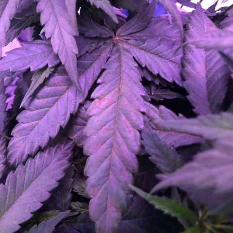 Jack Herer  growlog photo: Noticed what research shows as calcium deficiency on Jack Herer. Was somewhat ready for this because from what I have read ( https://www.marijuana-seeds.nl/blog/marijuana-nutrient-deficiencies-diagnosing-your-sick-marijuana-plant), using rodi water 💦 can lead to calcium and or magnesium deficiencies. Will do 💯% dosage of Vegamatrix cal-mag boost until further notice. 