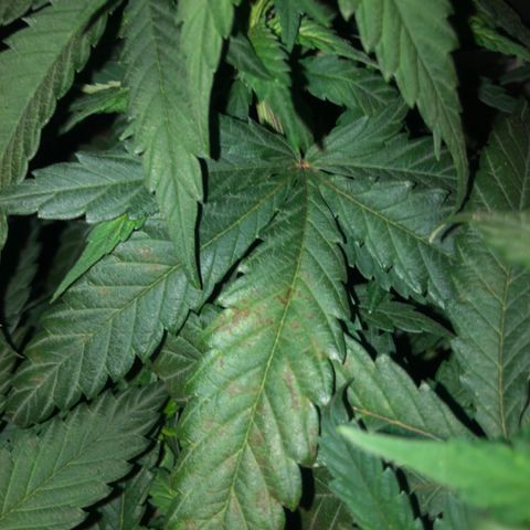 Jack Herer  growlog photo: Noticed what research shows as calcium deficiency on Jack Herer. Was somewhat ready for this because from what I have read ( https://www.marijuana-seeds.nl/blog/marijuana-nutrient-deficiencies-diagnosing-your-sick-marijuana-plant), using rodi water 💦 can lead to calcium and or magnesium deficiencies. Will do 💯% dosage of Vegamatrix cal-mag boost until further notice. 