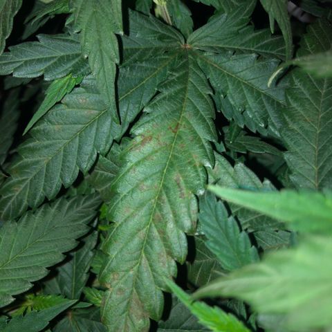 Jack Herer  growlog photo: Noticed what research shows as calcium deficiency on Jack Herer. Was somewhat ready for this because from what I have read ( https://www.marijuana-seeds.nl/blog/marijuana-nutrient-deficiencies-diagnosing-your-sick-marijuana-plant), using rodi water 💦 can lead to calcium and or magnesium deficiencies. Will do 💯% dosage of Vegamatrix cal-mag boost until further notice. 