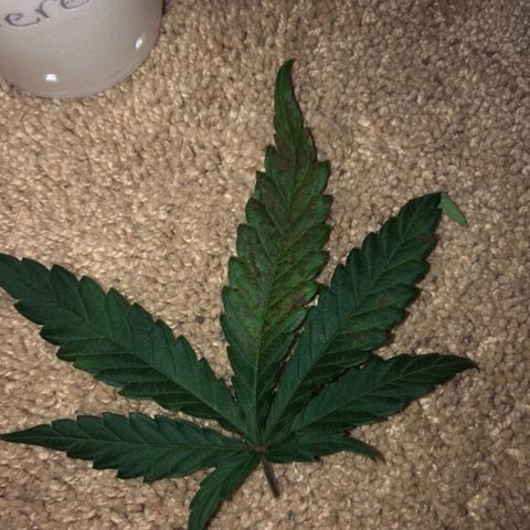 Jack Herer  growlog photo: Removed bad leaves 🍁 and took pictures to document and diagnose later. One ☝️ of the leaves 🍁 was the same one ☝️ taken yesterday on the plant 🌱. 