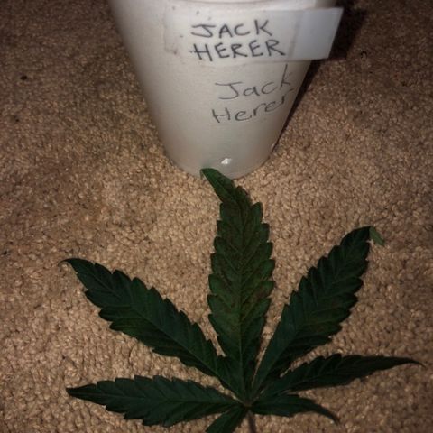 Jack Herer  growlog photo: Removed bad leaves 🍁 and took pictures to document and diagnose later. One ☝️ of the leaves 🍁 was the same one ☝️ taken yesterday on the plant 🌱. 