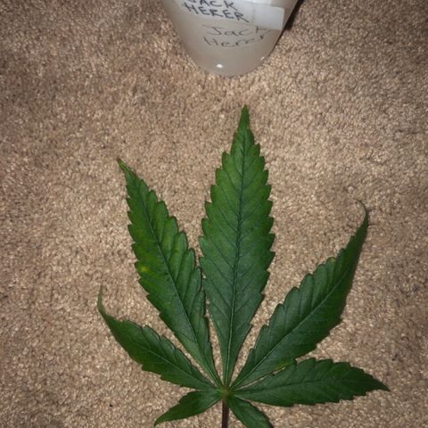 Jack Herer  growlog photo: Removed bad leaves 🍁 and took pictures to document and diagnose later. One ☝️ of the leaves 🍁 was the same one ☝️ taken yesterday on the plant 🌱. 