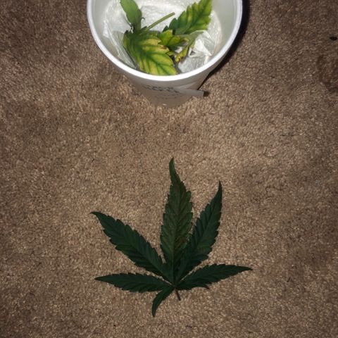 Jack Herer  growlog photo: Removed bad leaves 🍁 and took pictures to document and diagnose later. One ☝️ of the leaves 🍁 was the same one ☝️ taken yesterday on the plant 🌱. 