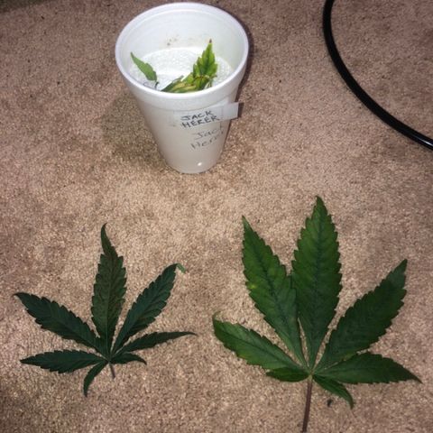 Jack Herer  growlog photo: Removed bad leaves 🍁 and took pictures to document and diagnose later. One ☝️ of the leaves 🍁 was the same one ☝️ taken yesterday on the plant 🌱. 