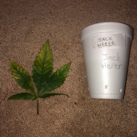Jack Herer  growlog photo: Removed bad leaves 🍁 and took pictures to document and diagnose later. 
