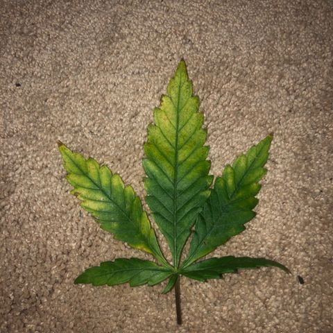 Jack Herer  growlog photo: Removed bad leaves 🍁 and took pictures to document and diagnose later. 