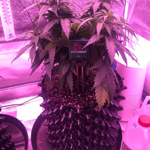 Jack Herer  growlog photo: Checked soil moisture levels before going to work. 