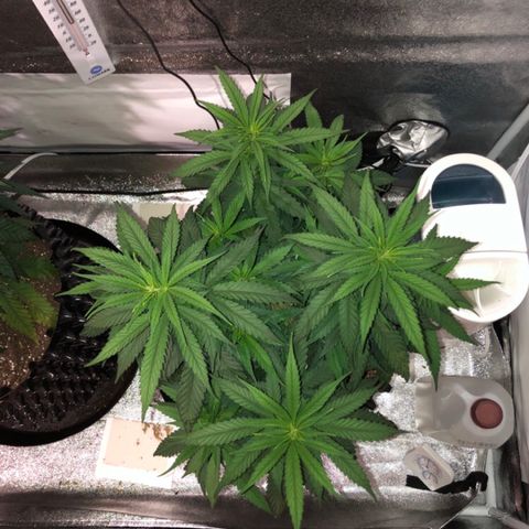 Jack Herer  growlog photo: Last pictures with lights off before training. 