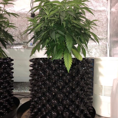 Jack Herer  growlog photo: Last pictures with lights off before training. 