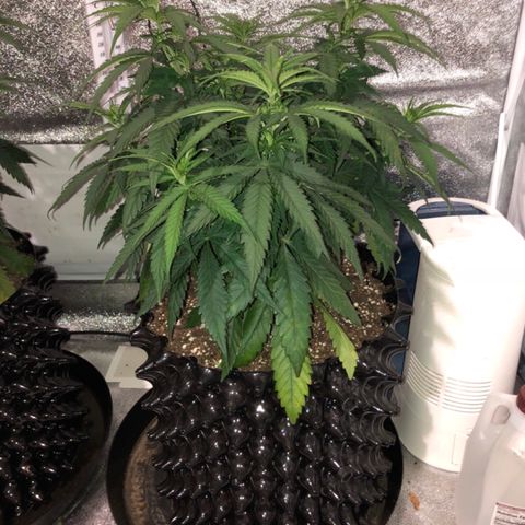Jack Herer  growlog photo: Last pictures with lights off before training. 