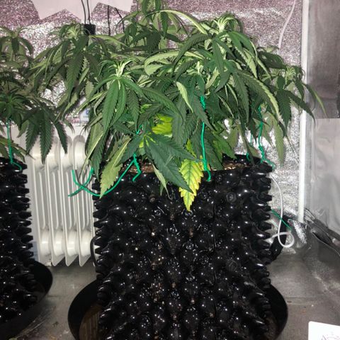 Jack Herer  growlog photo: Took photos at lights out for accurate colors. 