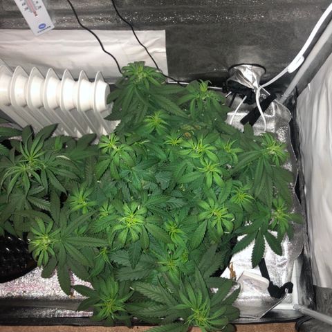 Jack Herer  growlog photo: Took photos at lights out for accurate colors. 