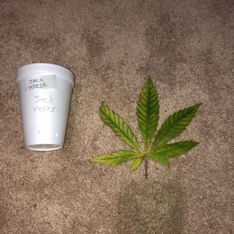 Jack Herer  growlog photo: Took photo of yellowing leaf 🍁 to document and diagnose. 
