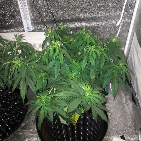 Jack Herer  growlog timeline photo