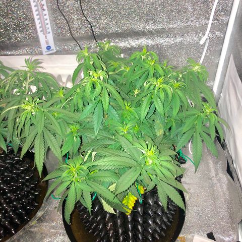 Jack Herer  growlog timeline photo