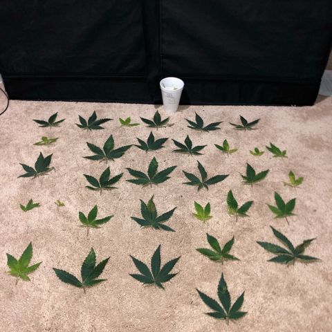 Jack Herer  growlog photo: Did some defoliating to clean up the bottom to make it easier to water 💦. Also removed bad leaves 🍁 from top. 