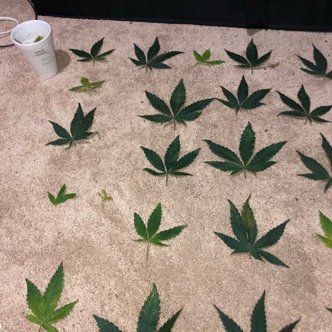 Jack Herer  growlog photo: Did some defoliating to clean up the bottom to make it easier to water 💦. Also removed bad leaves 🍁 from top. 