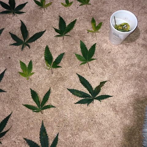 Jack Herer  growlog photo: Did some defoliating to clean up the bottom to make it easier to water 💦. Also removed bad leaves 🍁 from top. 
