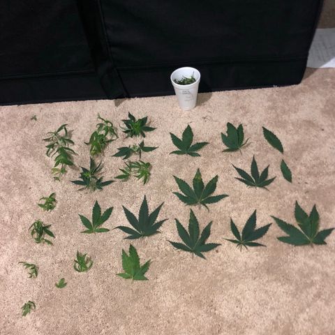 Jack Herer  growlog photo: Defoliated both plants 🌱 a little. Made sure not to remove too much. 