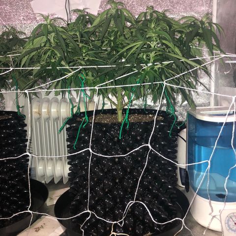 Jack Herer  growlog photo: Today was my day off from work so I took my usual lights out pictures. 