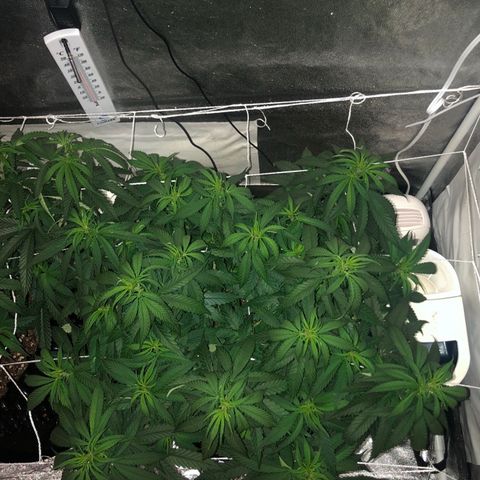 Jack Herer  growlog photo: Today was my day off from work so I took my usual lights out pictures. 