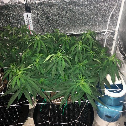 Jack Herer  growlog photo: Today was my day off from work so I took my usual lights out pictures. 