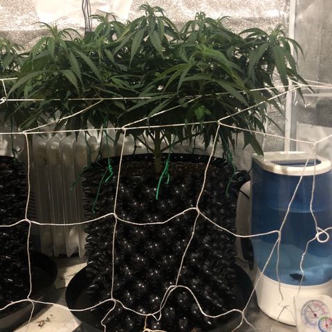 Jack Herer  growlog photo: Today was my day off from work so I took my usual lights out pictures. 