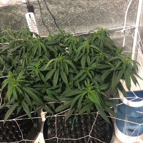 Jack Herer  growlog photo: Today was my day off from work so I took my usual lights out pictures. 