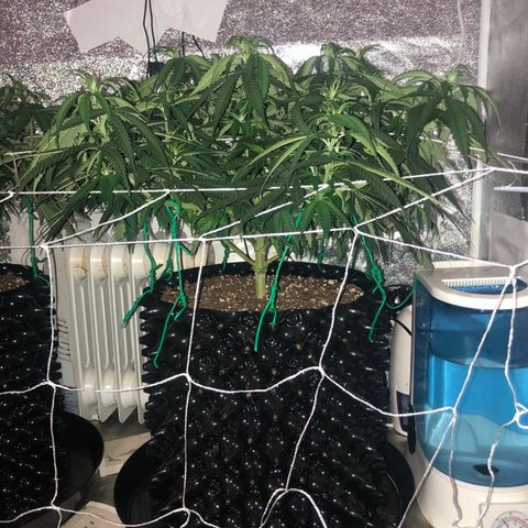 Jack Herer  growlog photo: Today was my day off from work so I took my usual lights out pictures. 