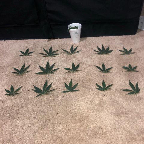 Jack Herer  growlog photo: Did some plant 🌱 defoliation. 