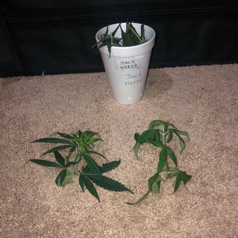 Jack Herer  growlog photo: Did some defoliation after work. 